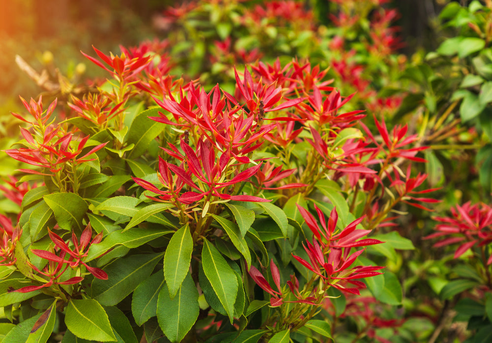 Pieris shrubs | Lily-of-the-Valley