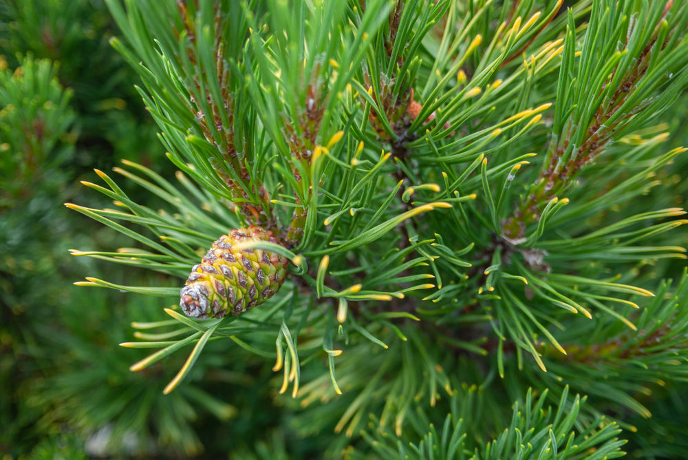 Pinus banksiana | Jack pine