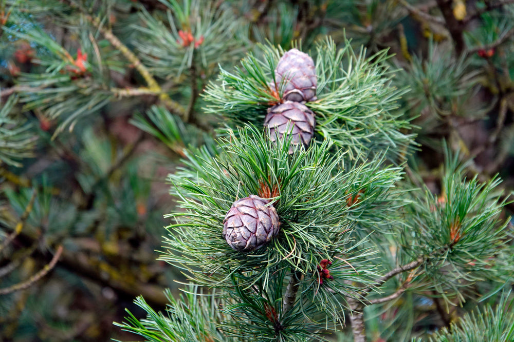 Pinus cembra | Arolla pine, Swiss pine, Swiss stone pine