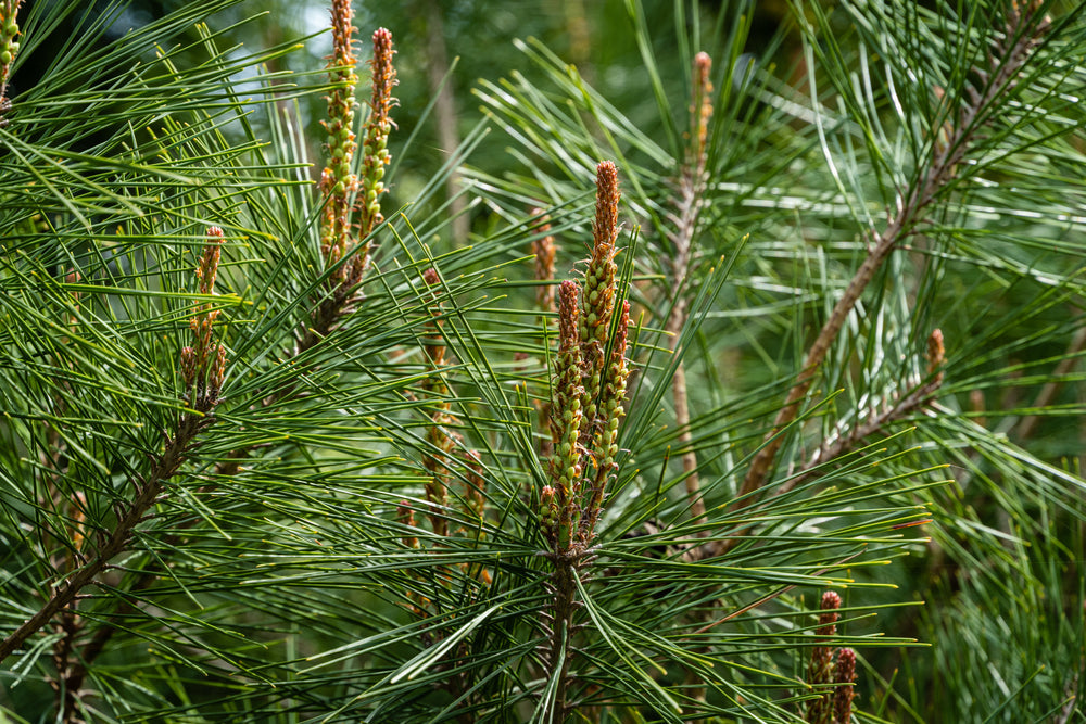 Pinus densiflora | Japanese Red Pine