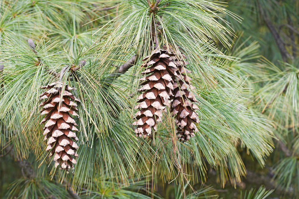 Pinus flexilis | Rocky Mountain white pine