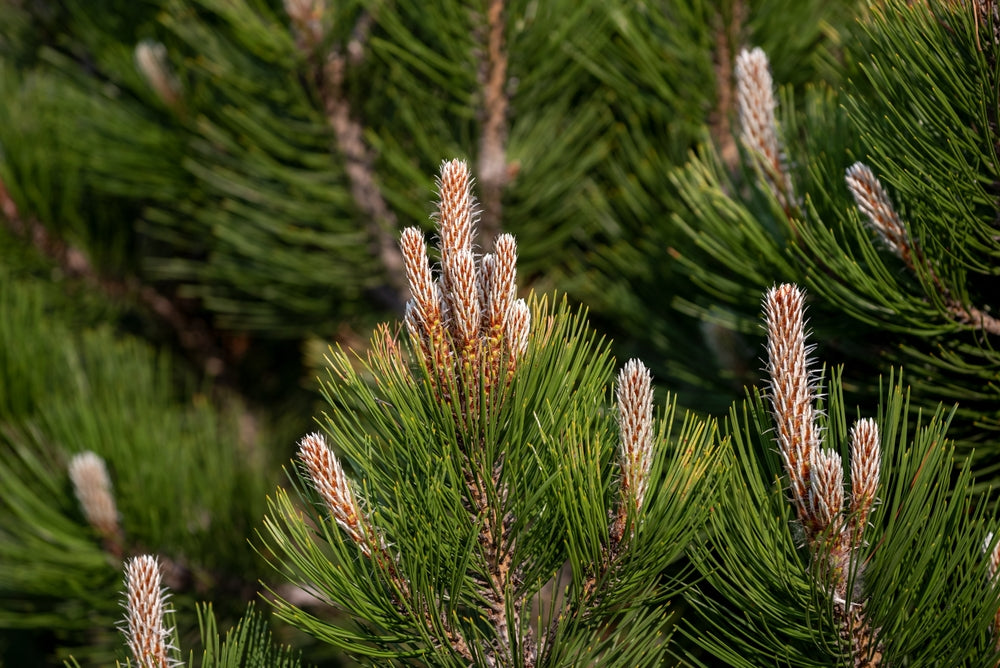 Bosnian pine | Pinus heldreichii, leucodermis