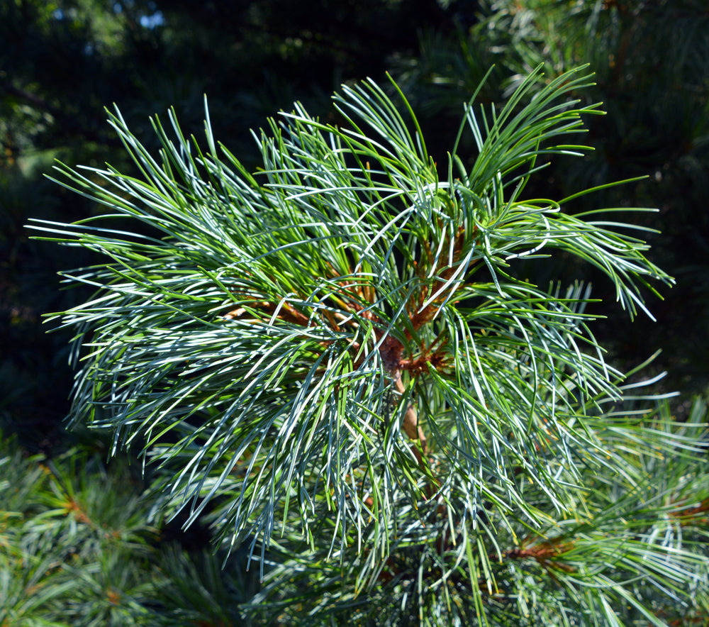 Korean Pines | Pinus koraiensis