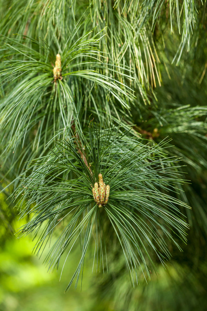 Pinus monticola | Western White Pine