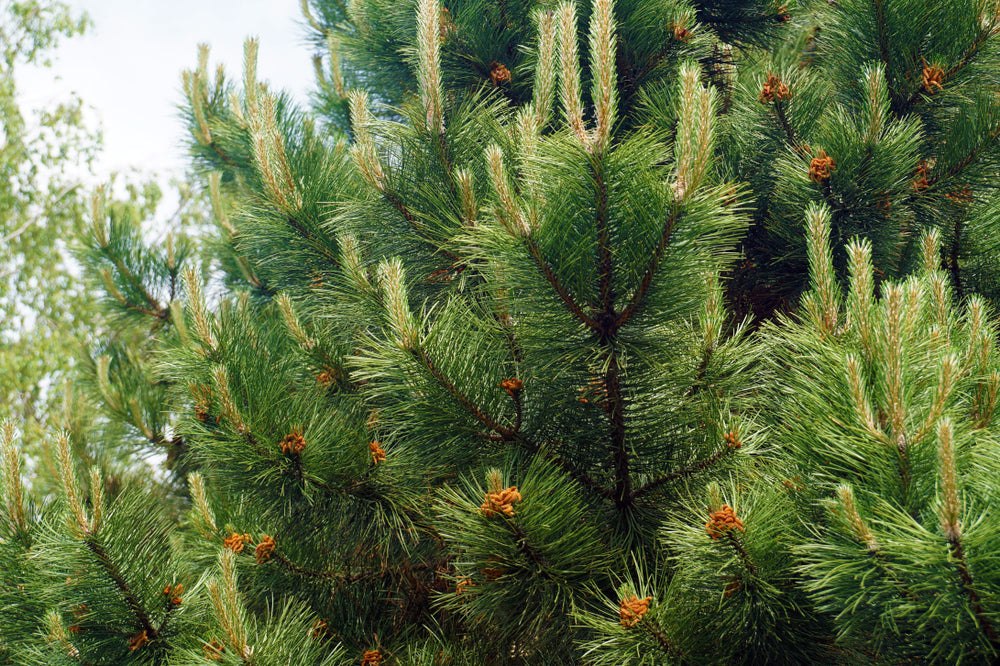 Pinus nigra | Austrian Pine