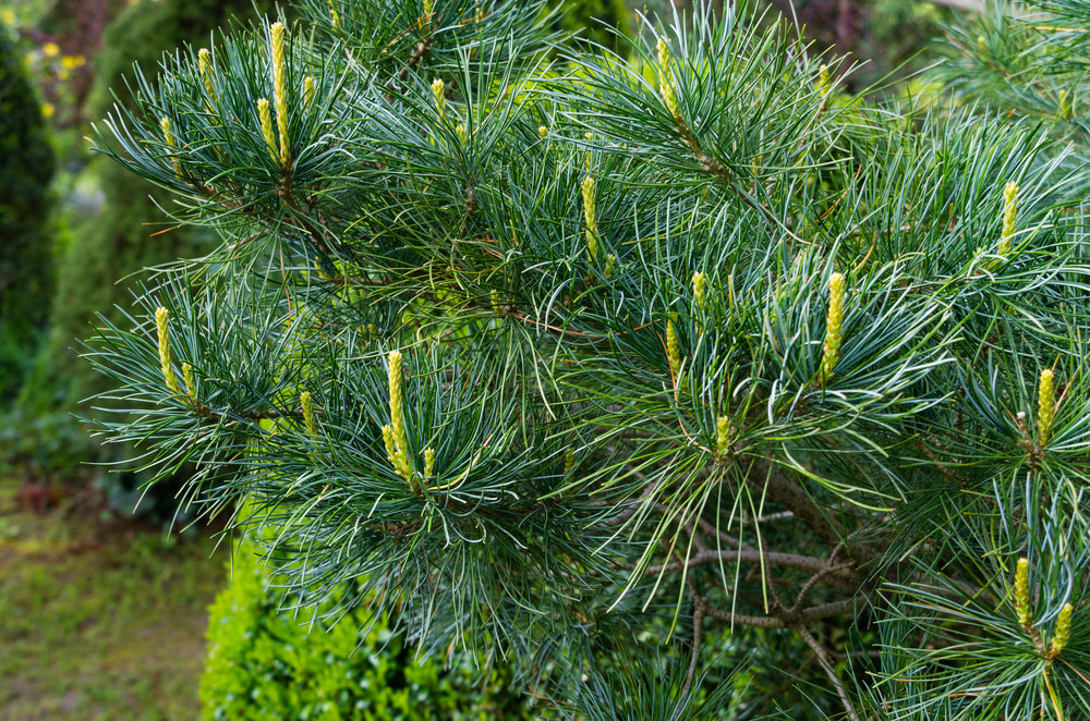 Japanese White Pine | Pinus parviflora