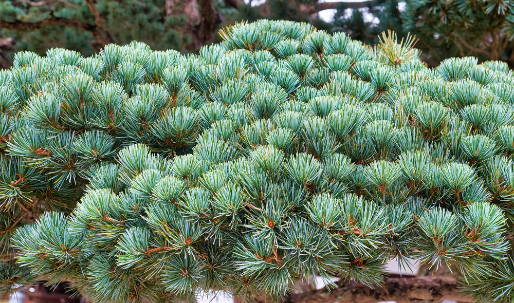 Japanese Pines | Pinus parviflora, Sciadopitys Verticillata