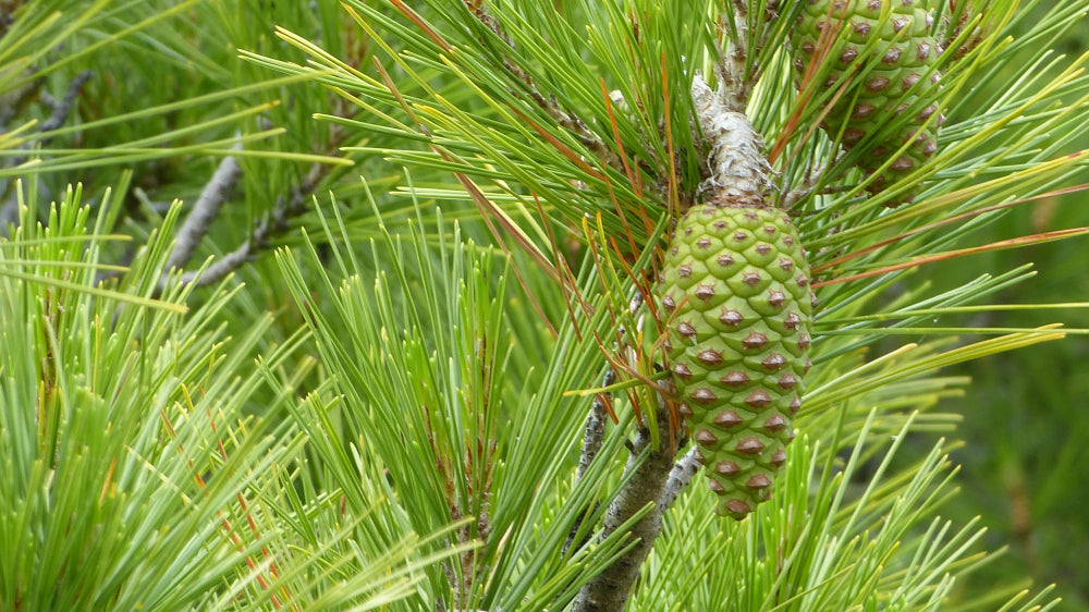 Stone Pine | Pinus pinea