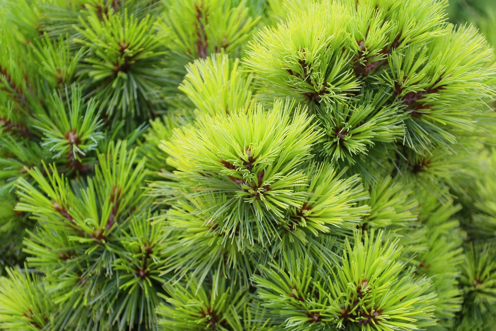 Eastern White Pine | Pinus strobus