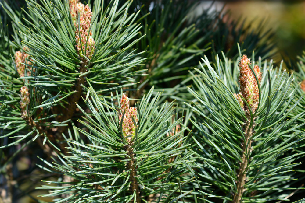 Scots Pine | Pinus sylvestris