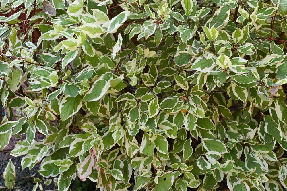 Pittosporum