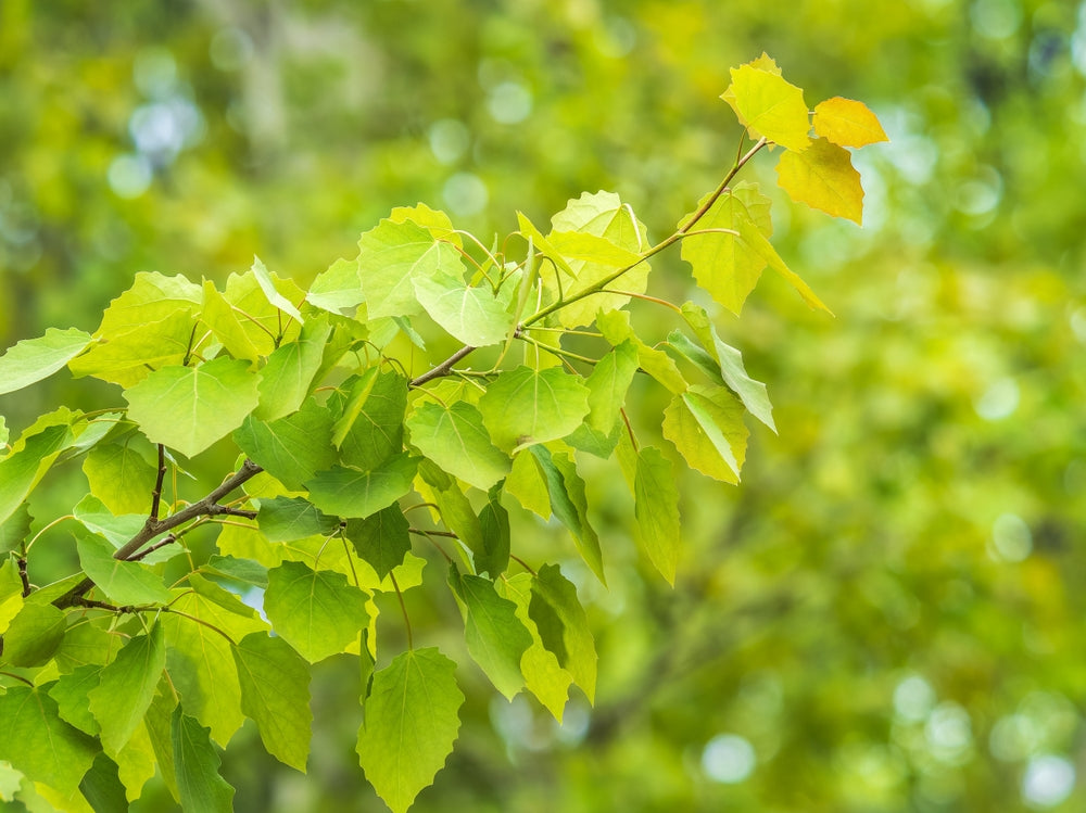 Poplar, Aspen | Populus Trees