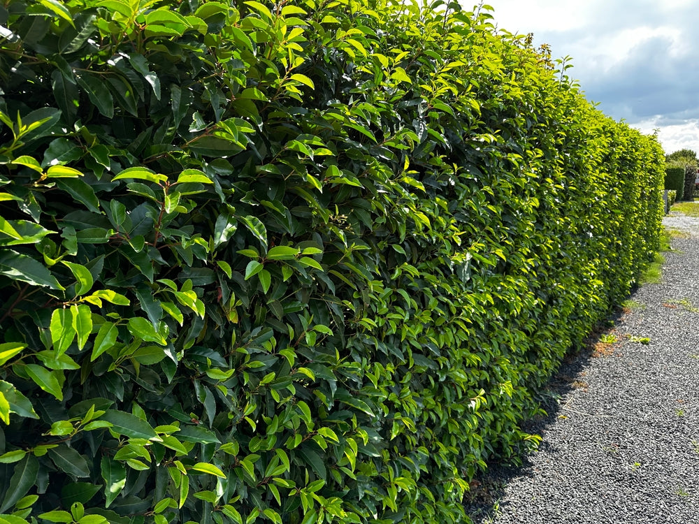 Portuguese Laurel - Hedging