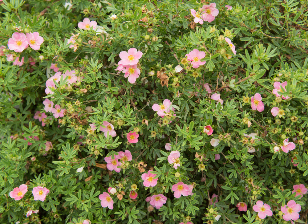 Potentilla | Shrubby Cinquefoil