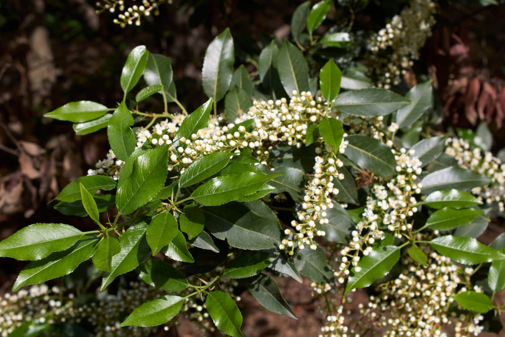 Portuguese Laurel | Prunus Lusitanica shrubs