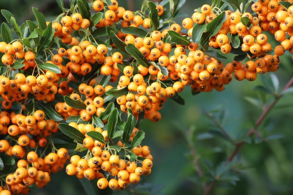 Pyracantha | Firethorn shrubs