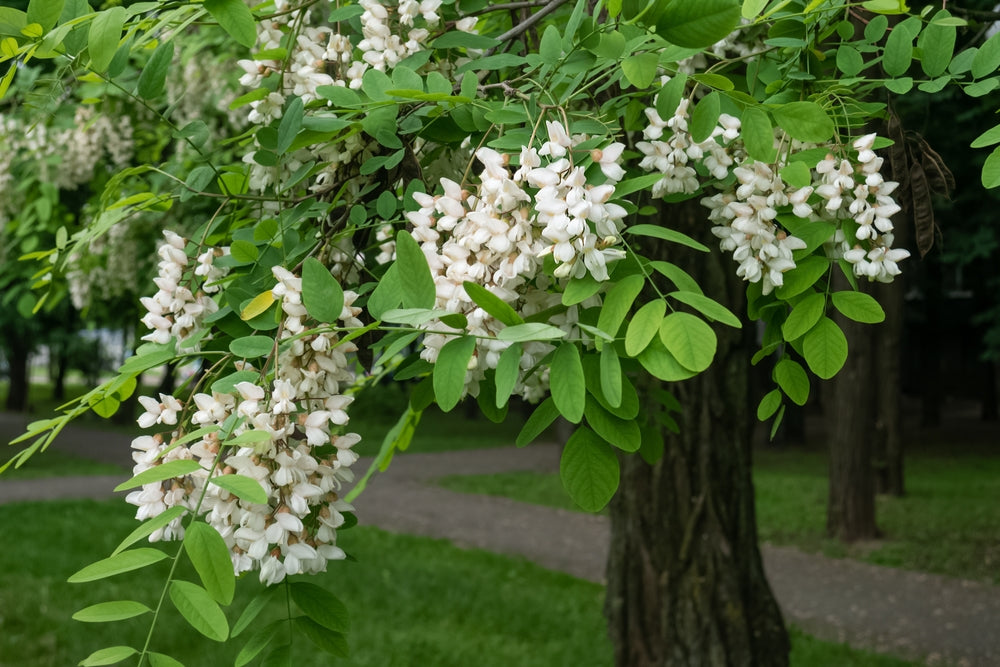 Robinia trees | Black Locust