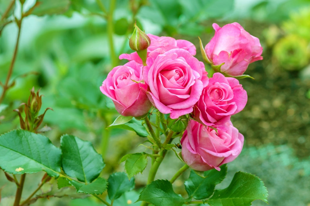 Rose | Rosa shrubs