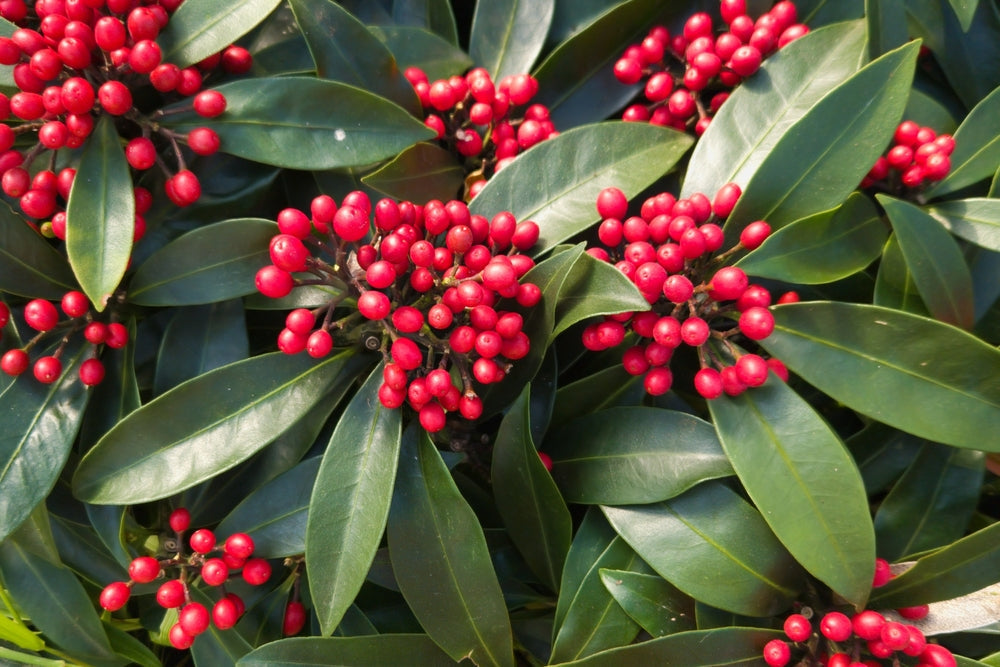 Skimmia