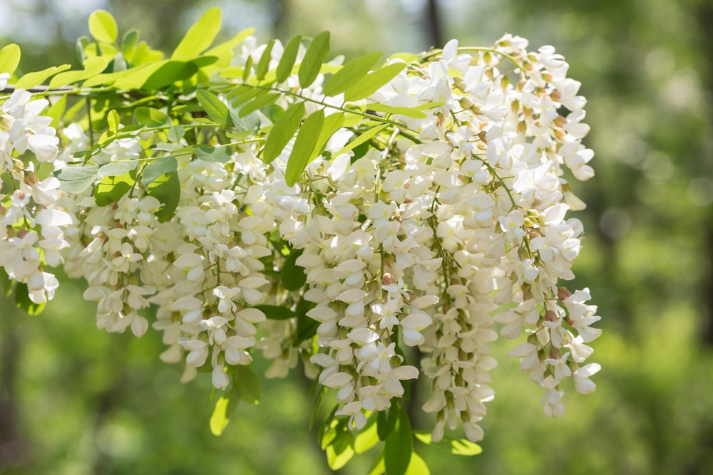 Japanese pagoda trees | Sophora