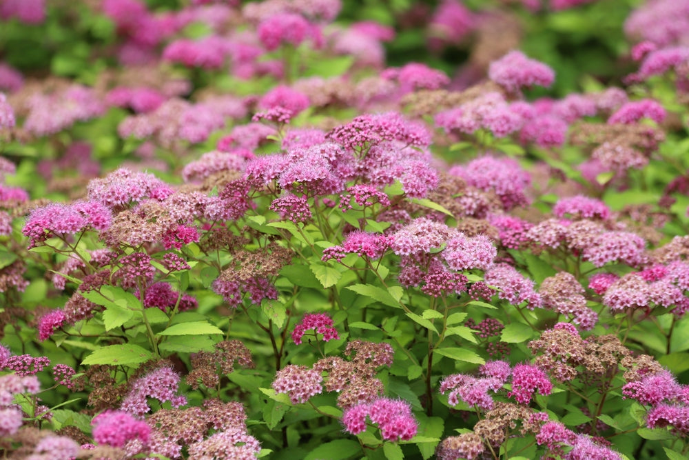 Spiraea shrub | Bridal wreath