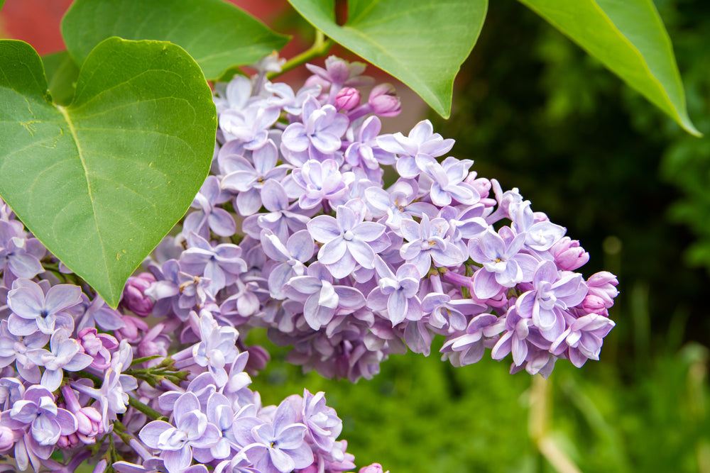 Lilac | Syringa shrubs