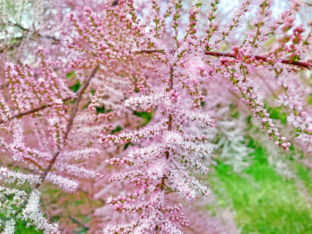 Tamarix shrubs