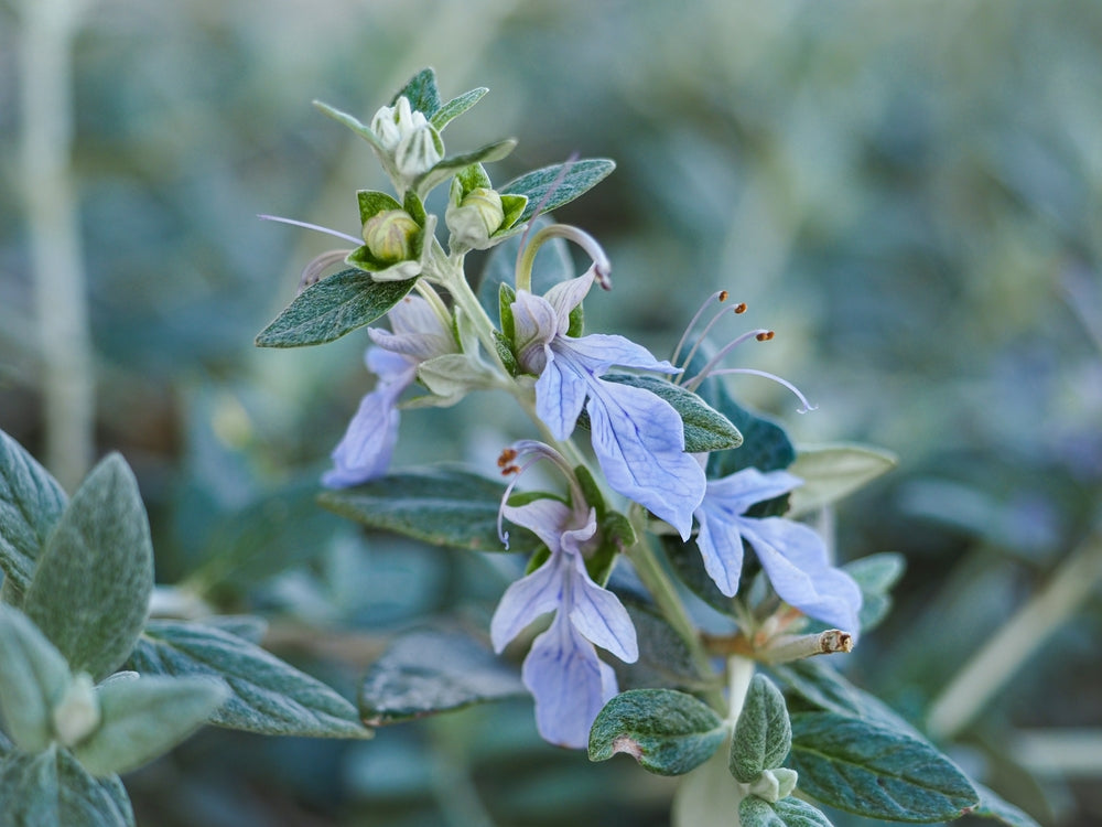 Teucrium