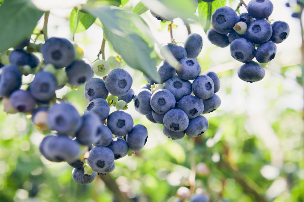 Vaccinium | Blueberries