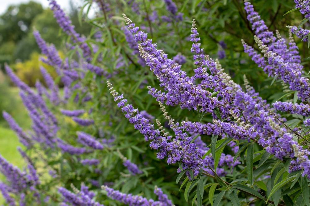 Vitex | Chasteberry