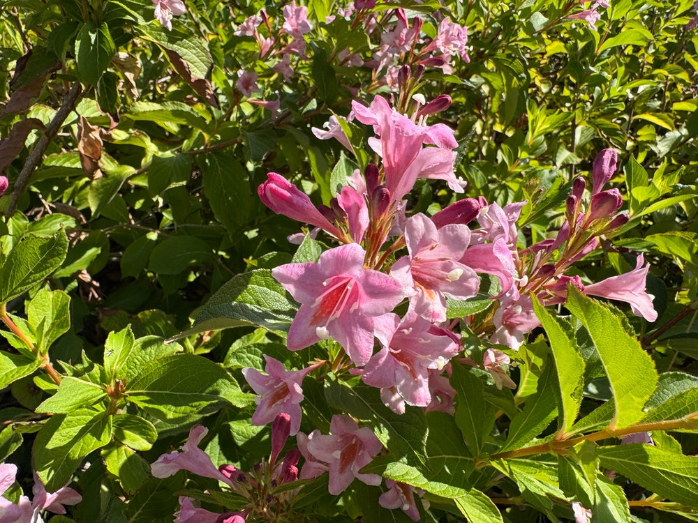 Weigela shrubs