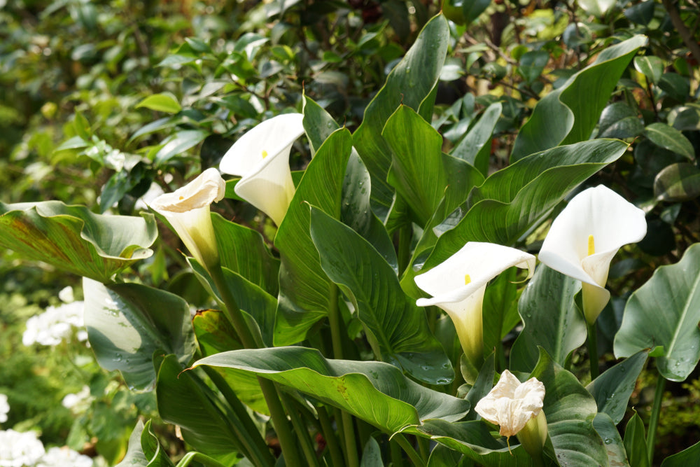 Zantedeschia | Calla lily