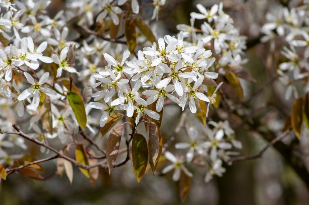 Amelanchier tree | Juneberry tree