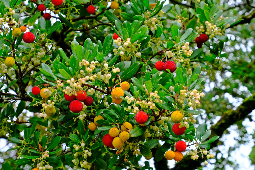 Arbutus | Strawberry Tree