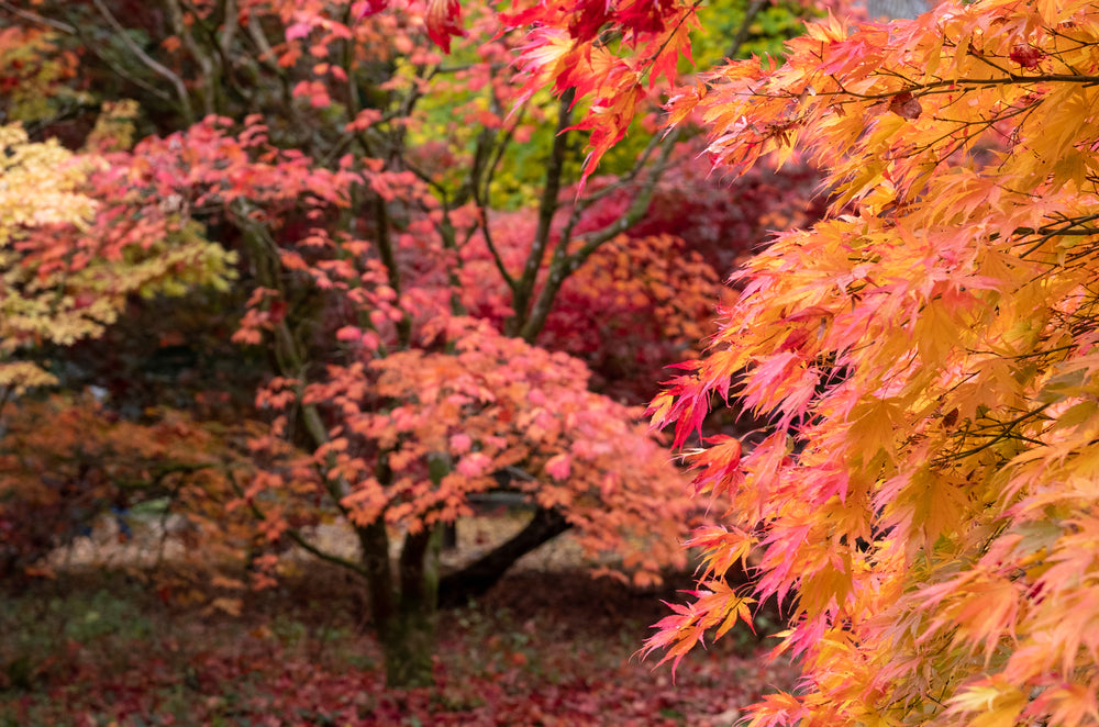 Popular Autumn Colours Trees