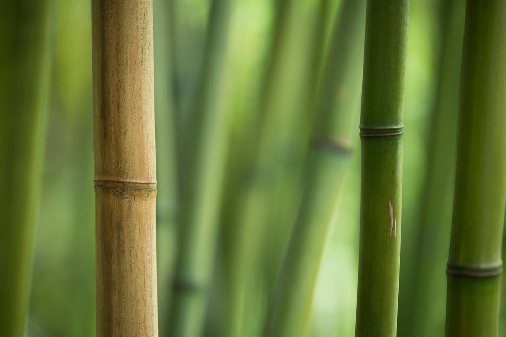 Bamboo | Fargesia | Phyllostachys