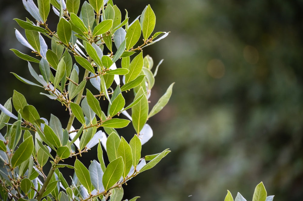 Bay Laurel | Laurus Nobilis trees