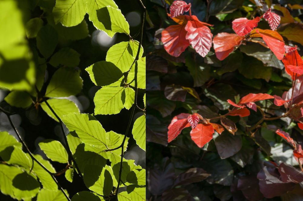 Beech | Fagus trees