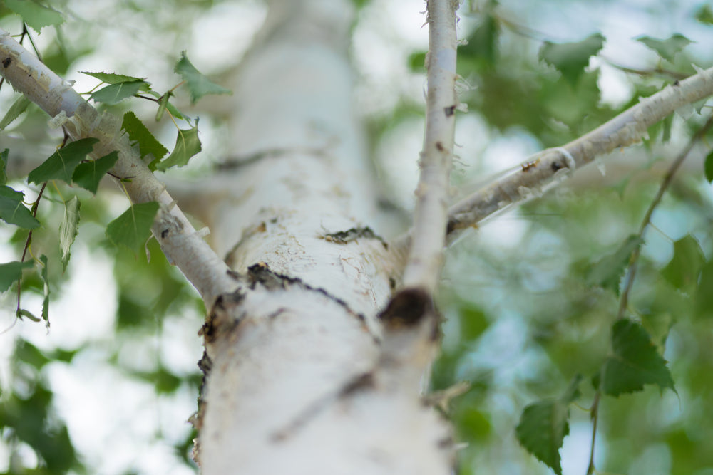 Birch | Betula Trees