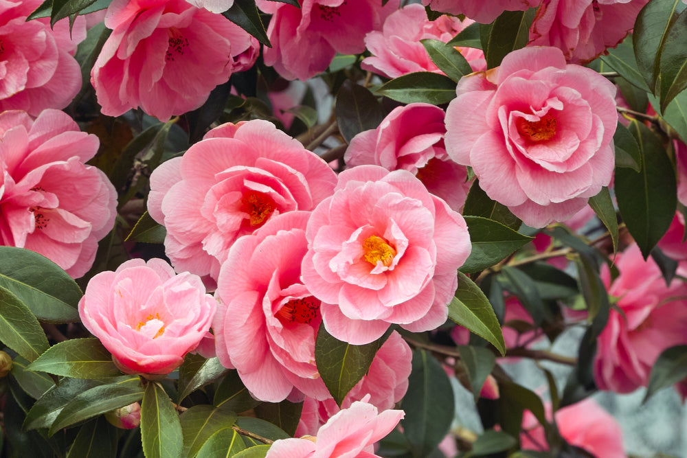 Large Camellia Shrubs