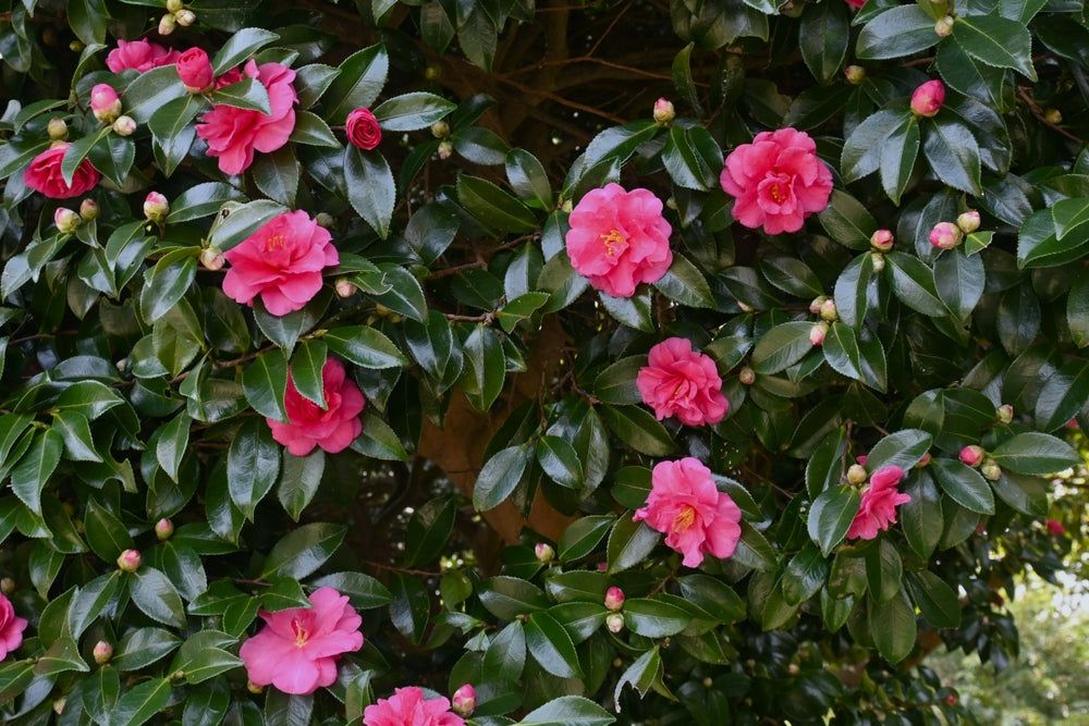 Camellia Trees