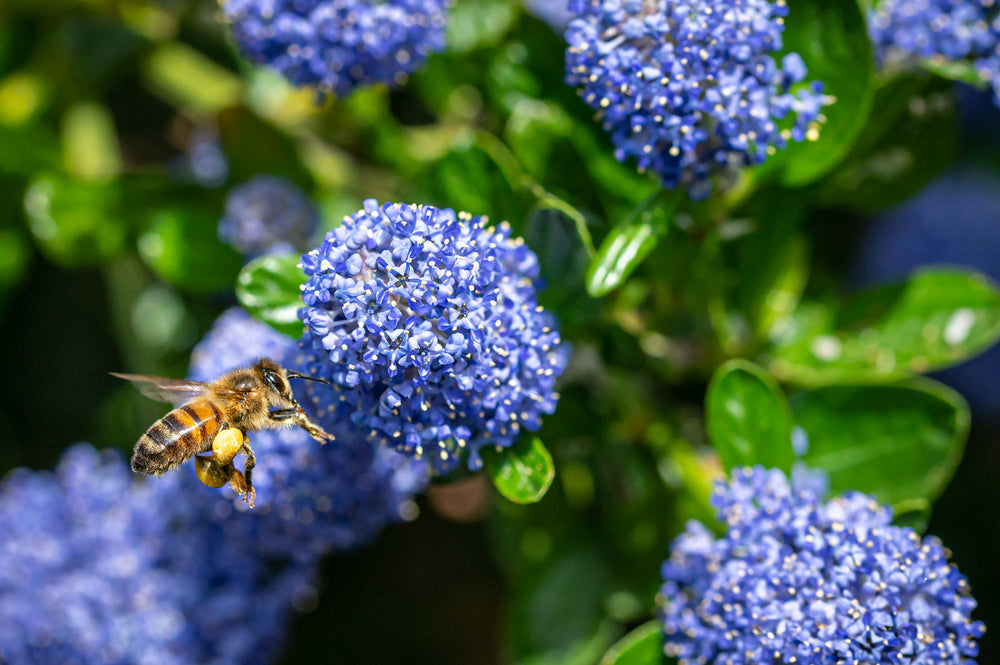 California lilac | Ceanothus trees