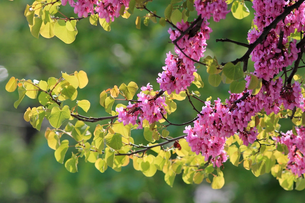 Cercis trees | Redbud