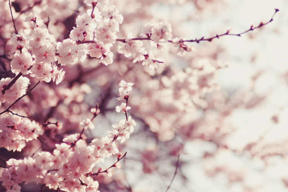 Cherry Blossom trees