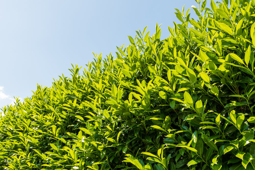 Cherry Laurel Hedging