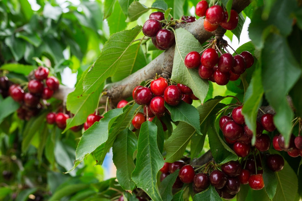 Cherry Fruit Trees