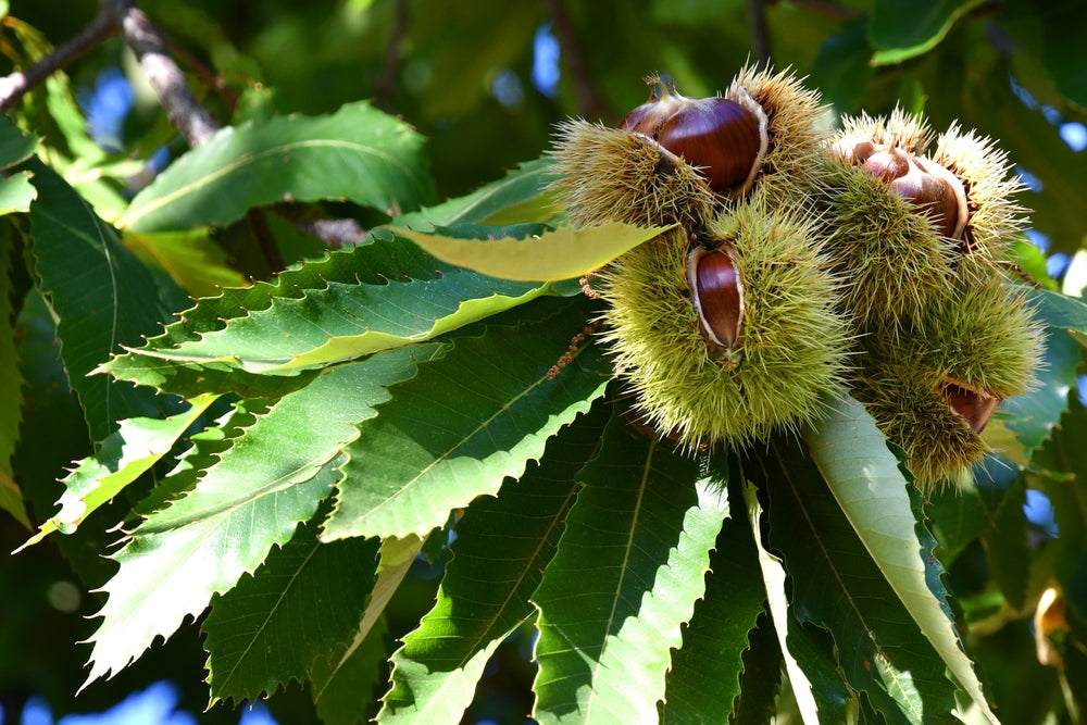 Chestnut | Castanea & Aesculus