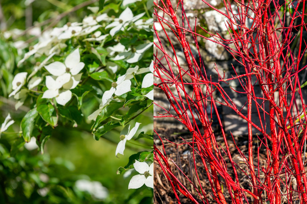 Cornus | Dogwood shrubs