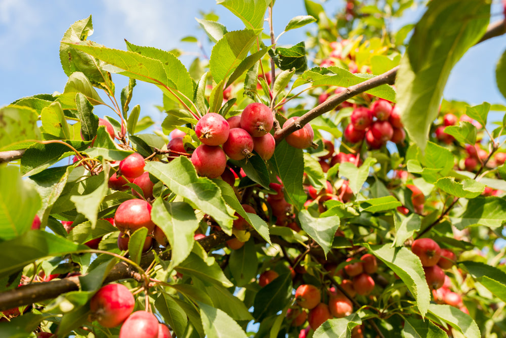 Crab Apple | Malus trees