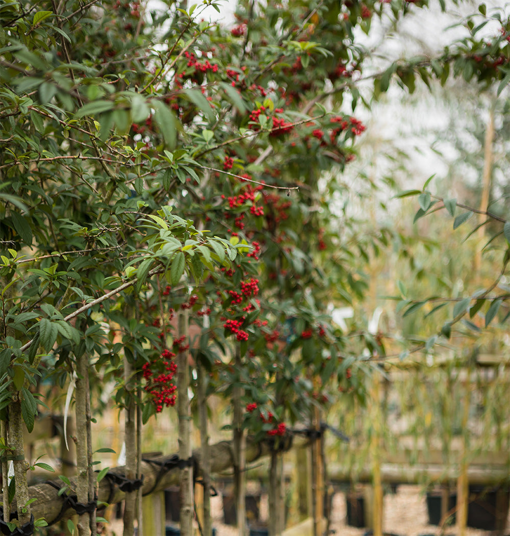 Ornamental trees